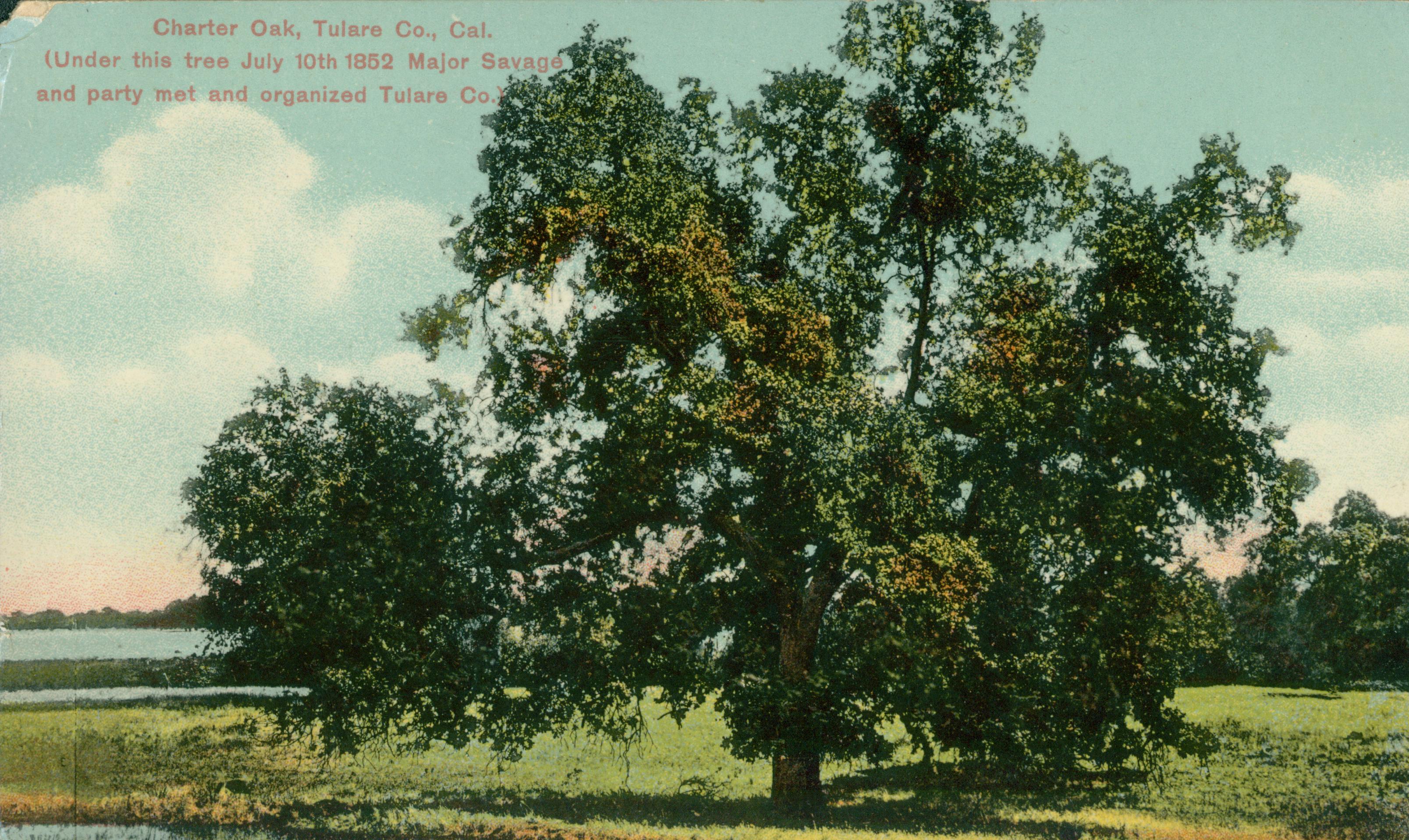 Shows a large oak tree in a meadow